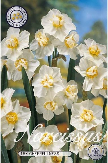 Narcissus Cheerfulness 15-pakning